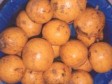 Istraživanja: Voćni ekstrakt pomaže pri gubitku kilograma