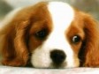 Dogster.com
