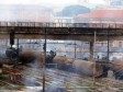 Italija: U prevrtanju voza i požaru poginulo 10 ljudi