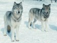 Švedska će uvoziti vukove