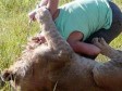 Rastom broja stanovnika u Africi, lavovi sve češće napadaju ljude
