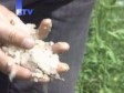 Jako nevrijeme u Bihaću nanijelo velike štete poljoprivrednim usjevima  