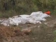 Pronađeno 51 tijelo u masovnoj grobnici u Meksiku