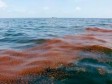 Troškovi čišćenja nafte mrlje porasli na osam milijardi dolara