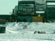 Video: Razigrana polarna medvjedica nakon zimskog sna