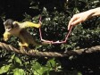 Video: Majmuni posjetiocima ZOO-a kradu naočale 