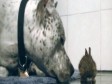 Video: Ljubav pit bulla i 'uskršnjeg' zečića