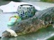 Video: Dječak na pecanju uhvatio aligatora, vezao ga i donio kući!