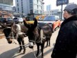 Foto: Magarcima dovukao pokvareni Range Rover do auto salona 