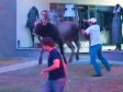 Video: Hvatali ga po ulici, bik ušao u butik pa istrčao kroz izlog 