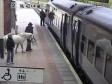 Video: S konjem probao ući u voz