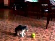 Video: Prestravljena mačka u ljetnom horor hitu  