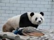 Video: Panda ubila pauna koji joj je upao na teritorij