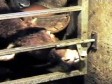 Video: Krava Daisy jezikom otključava štalu