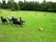 Video: Veličina ipak nije važna... 