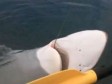 Video/Foto: Otac i sin u kajaku se sat vremena borili s morskim psom 