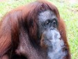 Video: Orangutanica Shirley na prisilnom odvikavanju od pušenja