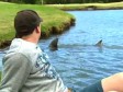 Video: Igraju golf, a u jezeru plivaju morski psi od tri metra