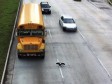 Video: Hoće li ptica uspjeti prijeći autocestu? 