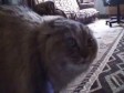 Video: Od njih smo navikli na svašta, ali ovo...