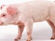 Svinjetine ima u čokoladi, sladoledu, pasti za zube, pivu, jogurtu, čipsu...