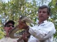 Video: U krovu imao pet metara dugu zmiju