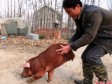 Video: Kineski farmer naučio svinju da hoda na prednjim nogama 