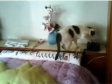 Video: Mačka koja se javlja na telefon! 