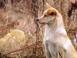 Video: Pas ne želi s groba vlasnika