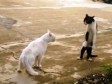 Video: Ova maca je zaista ljuta