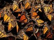 Video: Fascinantna migracija miliona leptira 