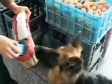 Video: Pas koji sam ide u kupovinu