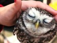Video: Slatka Molla najumiljatija sova koju ste ikada vidjeli 