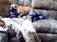 Video: Evo što se dogodi kada izazivate krivu mačku! 