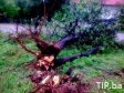 Hrvatska: Jak vjetar čupao drveće 