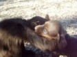Video: Zagrljaj koji nikoga ne može ostaviti ravnodušnim!