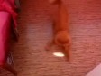 Video: Rasplesana mačka u lovu na svjetlo  