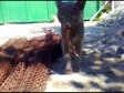 Video: A što kad maci popapaju jezik?  
