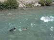 Video/Snimka zvijeri u akciji: Medvjed i vuk se bore za isti plijen 