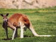 Sedmogodišnja Australka jedva preživjela napad klokana