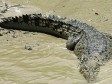 Otac gledao kako krokodil odvlači i guta njegovu kćer 