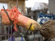 Foto: Nakurnjaci iz Gorskog Kotara