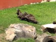 Video: Tako mali, a digao tako veliku frku  