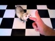 Video: ˝Bang!˝ i Puppy je na leđima