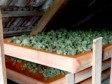 Kozarac: Pronađena laboratorija za proizvodnju skanka