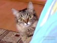 Video: Pazite se, napeto je!