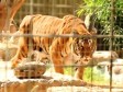 Tigar napao trogodišnjaka i teško ga povrijedio
