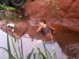 Video: Tri dana je ležala u mulju i vodi