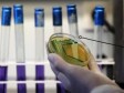 Ured za veterinarstvo BiH prati širenje Schmallenberg virusa
