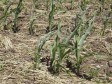 Meteorolozi predviđaju: Očekuje nas suša